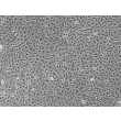 Human Aortic Endothelial Cells (HAEC) - Phase contrast, 100x.