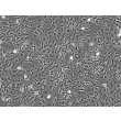 Human Astrocytes-cerebellar (HA-c) - Phase contrast, 200x.
