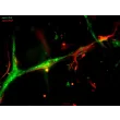 Day 6; Endothelial marker VWF (green), and astrocyte marker GFAP (red). White arrows indicate GFAP+ astrocyte investment on VWF+ endothelial tubules (at 400x magnification).
