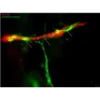 Day 6; Endothelial marker CD31 (red), and pericyte marker PDGF receptor β (green). Purple arrows indicate PDGF receptor β+ pericyte investment on CD31+ endothelial tubules (at 400x magnification).
