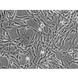 Human Brain Vascular Adventitial Fibroblasts (HBVAF) - Phase contrast, 200x.
