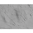 Human Brain Vascular Adventitial Fibroblasts (HBVAF) - Relief contrast, 400x.
