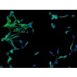 Human Brain Vascular Adventitial Fibroblasts (HBVAF) - Immunostaining for Fibronectin, 200x.
