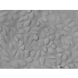 Human Bronchial Epithelial Cells (HBEpiC) - Relief contrast, 400x.
