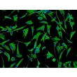 Human Cardiac Fibroblasts-atrial (HCF-aa) - Immunostaining for Vimentin, 200x.
