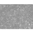 Human Cardiac Fibroblasts-juvenile ventricular (HCF-av) - Phase contrast, 100x.