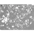 Human Cerebellar Granule Cells (HCGC) - Phase contrast, 200x.
