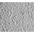 Human Chorionic Mesenchymal Stromal Cells (HCMSC) - Relief contrast, 200x.
