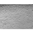 Human Choroid Plexus Epithelial Cells (HCPEpiC) - Relief contrast, 100x.
