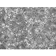 Human Epidermal Keratinocytes-adult (HEK-a) - Phase contrast, 100x.
