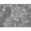 Human Epidermal Keratinocytes-neonatal (HEK-n) - Phase contrast, 200x.
