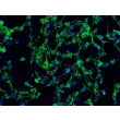 2730 Immunostaining FN 200x
