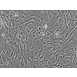 Human Gingival Fibroblasts (HGF) - Phase contrast, 200x.
