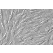 Human Gingival Fibroblasts (HGF) - Relief contrast, 400x.
