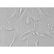 Human Hair Dermal Papilla Cells (HHDPC) - Relief contrast, 400x.
