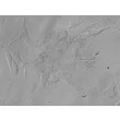 Human Hepatic Stellate Cells (HHSteC) - Relief contrast, 400x.
