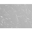 Human Iris Fibroblasts (HIrF) - Relief Contrast, 200x
