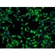 Human Lens Epithelial Cells (HLEpiC) - Immunostaining for CK-19, 200x.
