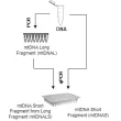 Diagram of the experimental setup.
