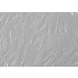 Human Non-Pigment Ciliary Epithelial Cells (HNPCEpiC) - Relief contrast, 400x.
