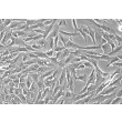 Human Non-Pigment Ciliary Epithelial Cells (HNPCEpiC) - Phase contrast, 200x.

