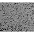 Human Ovarian Surface Epithelial Cells (HOSEpiC) - Relief contrast, 100x.
