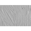 Human Peridontal Ligament Fibroblasts (HPLF) - Relief contrast, 400x.