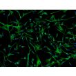 Human Pluripotent Stem Cell-derived Astrocytes - Immunostaining for Vimentin