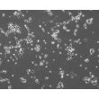 Human Pluripotent Stem Cell derived-Cortical Neurons Phase Contrast 100X