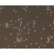 Human Pluripotent Stem Cell derived-Cortical Neurons Relief Contrast 200X