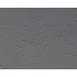 Human Pluripotent Stem Cell Derived-GABAergic Neurons  (HPSC-GABAN) - Relief contrast 200X