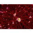 Human Pluripotent Stem Cell derived-Motor Neurons (HPSC-MN) - immunostained for Tubb3 (red) and Mnx1 (green) 100X