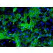 Human Pluripotent Stem Cell derived-Pericytes, immunostained for alpha-SMA (green) 200X
