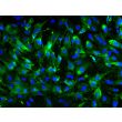 Human Pluripotent Stem Cell derived-Pericytes, immunostained for NG2 (green) 200X