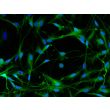 Human Pluripotent Stem Cell derived-Schwann Cells, immunostained for S100b (green) 200X