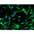 Human Pluripotent Stem Cell derived-Schwann Cells, immunostained for S100β (green) 200X