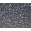 Human Pluripotent Stem Cell derived-Schwann Cells, Phase Contrast 100X