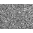Phase contrast, 100x.