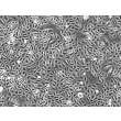 Human Prostate Epithelial Cells (HPrEpiC) - Phase contrast, 100x.

