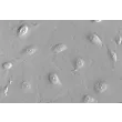 Human Pulmonary Alveolar Epithelial Cells (HPAEpiC) - Relief contrast, 400x.
