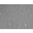 Human Pulmonary Alveolar Epithelial Cells-adult (HPAEpiC-a) - Relief contrast 200x