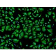 Human Pulmonary Alveolar Epithelial Cells (HPAEpiC) - Immunostaining for CK-18, 100x.
