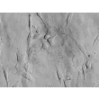 Human Pulmonary Fibroblasts-adult (HPF) - Relief contrast, 400x.

