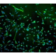 Human Rectal Smooth Muscle Cells (HRSMC) - Immunostaining for α-SMA, 100x.
