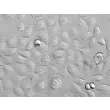 Human Small Airway Epithelial Cells (HSAEpiC) - Relief contrast 200x
