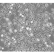 Human Small Airway Epithelial Cells (HSAEpiC) - Phase contrast 100x