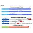 Figure 1. 
Schematic overview of the TERRA RT-qPCR assay. TERRA transcripts, primarily synthesized by RNA polymerase II, originate from subtelomeric regions and extend into telomeric repeats. A TAG-TERRA–specific oligonucleotide anneals along the telomer