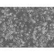 Human Thymic Epithelial Cells (HTyEpiC)-Phase Contrast, 100x.
