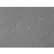 Human Tonsil Endothelial Cells (HTEC) – Relief Contrast, 200x

