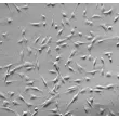 Human Tracheal Smooth Muscle Cells (HTSMC) - Relief contrast, 200x.
